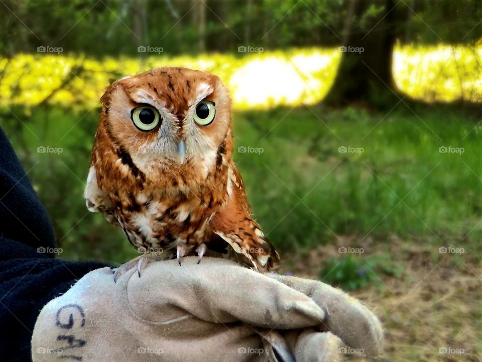 Screech Owl on glove