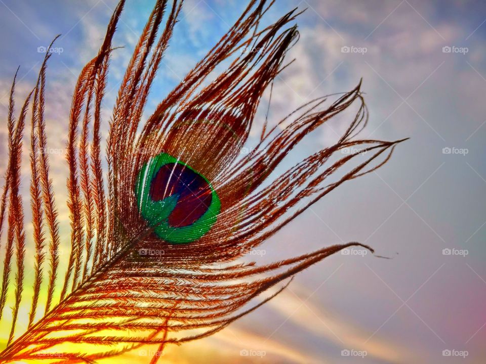 peacock feather