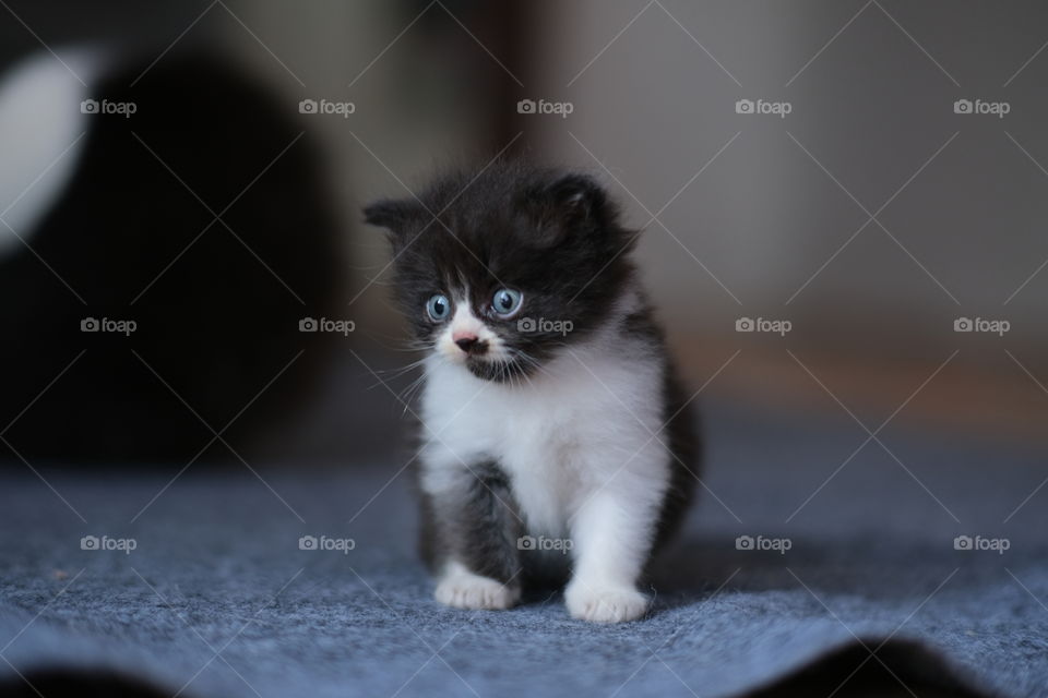 cute kitten