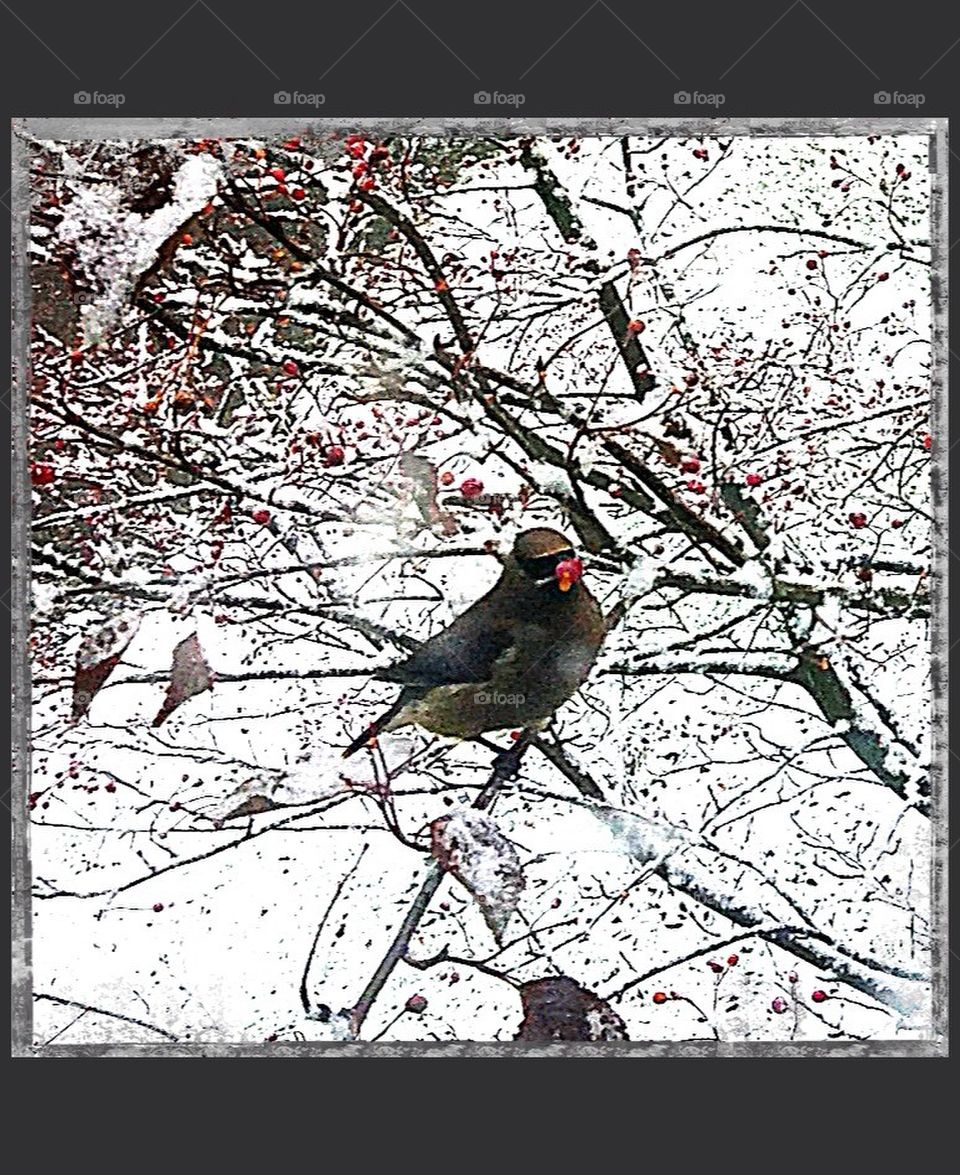 Cedar Waxwing