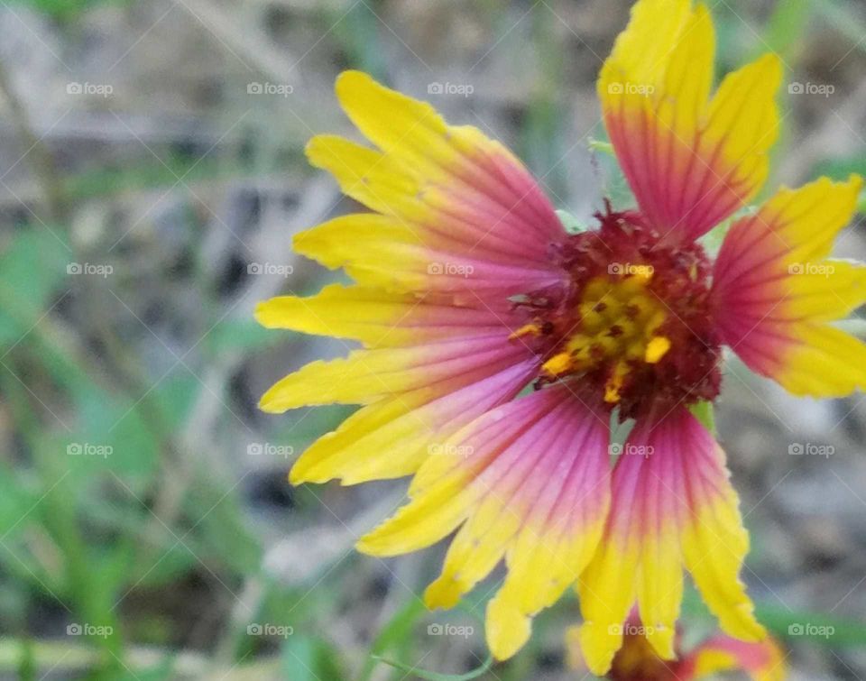 summer wildflowers