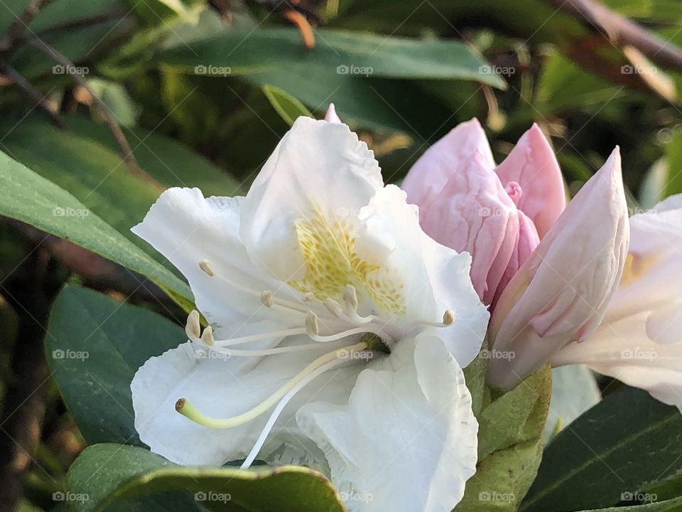 Rhododendron flower