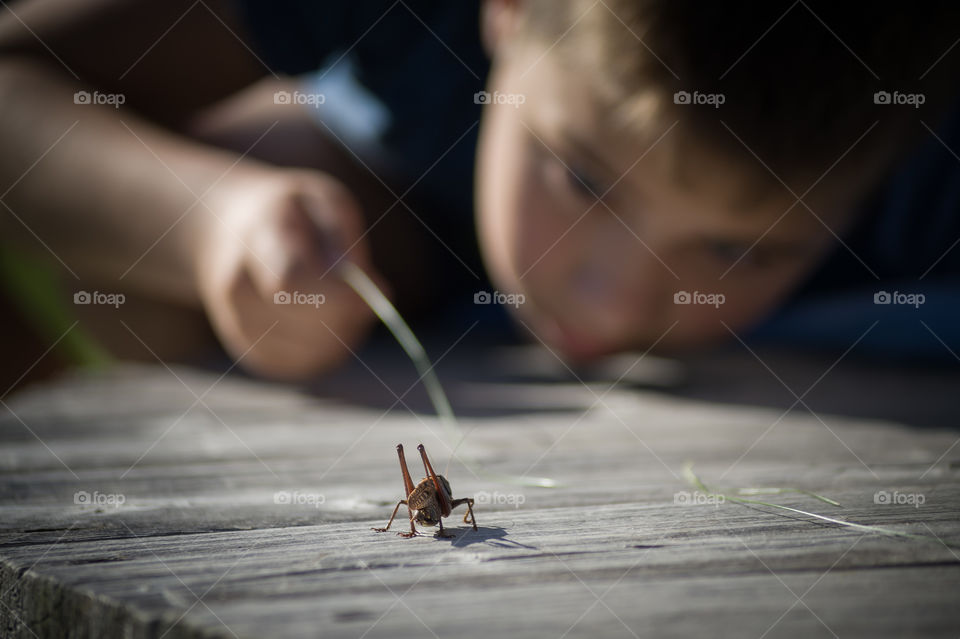 The boy saw a grasshopper and decided to play with it with a straw.