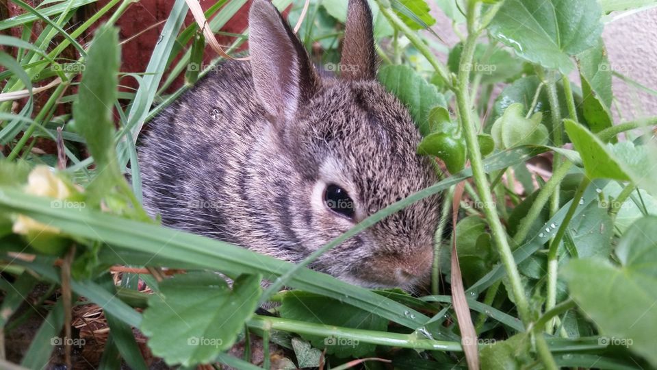Baby Cottontail