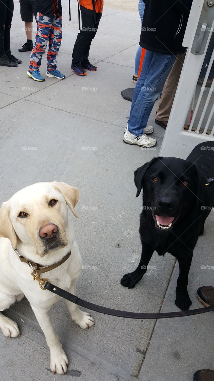 My fur colleagues at one of my part time jobs.  They are looking at me because they want treats.