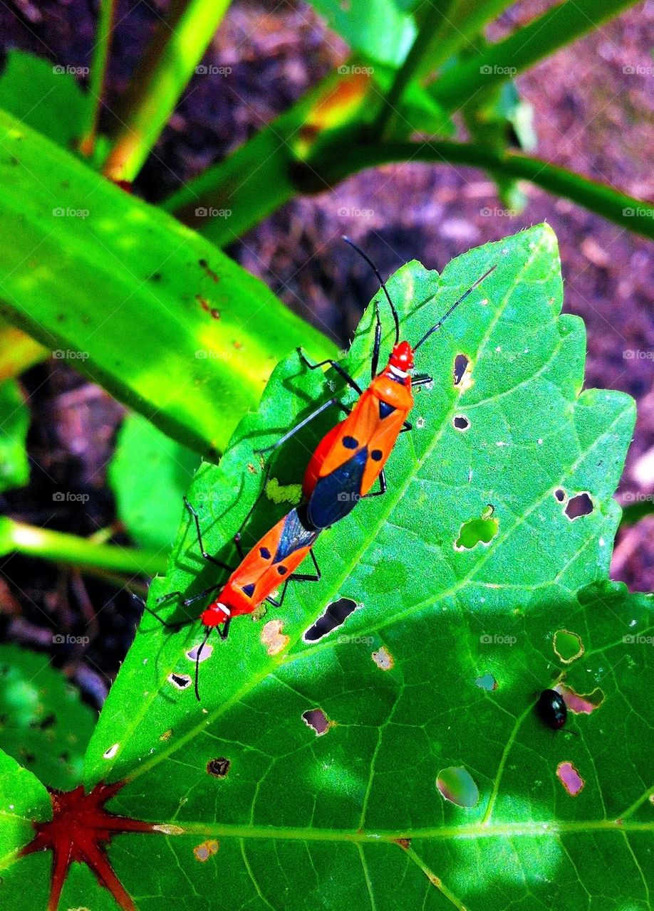 Bugs making love