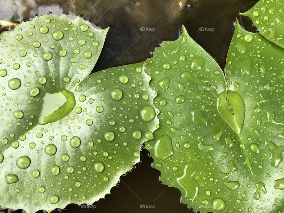 Raindrops on a lotus leaf 