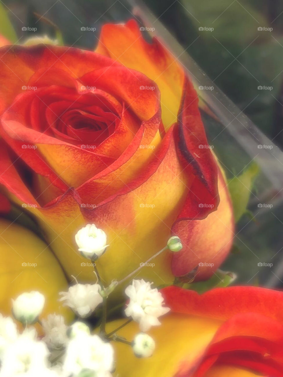 Macro image of orange and yellow rose in a bouquet with baby’s breath