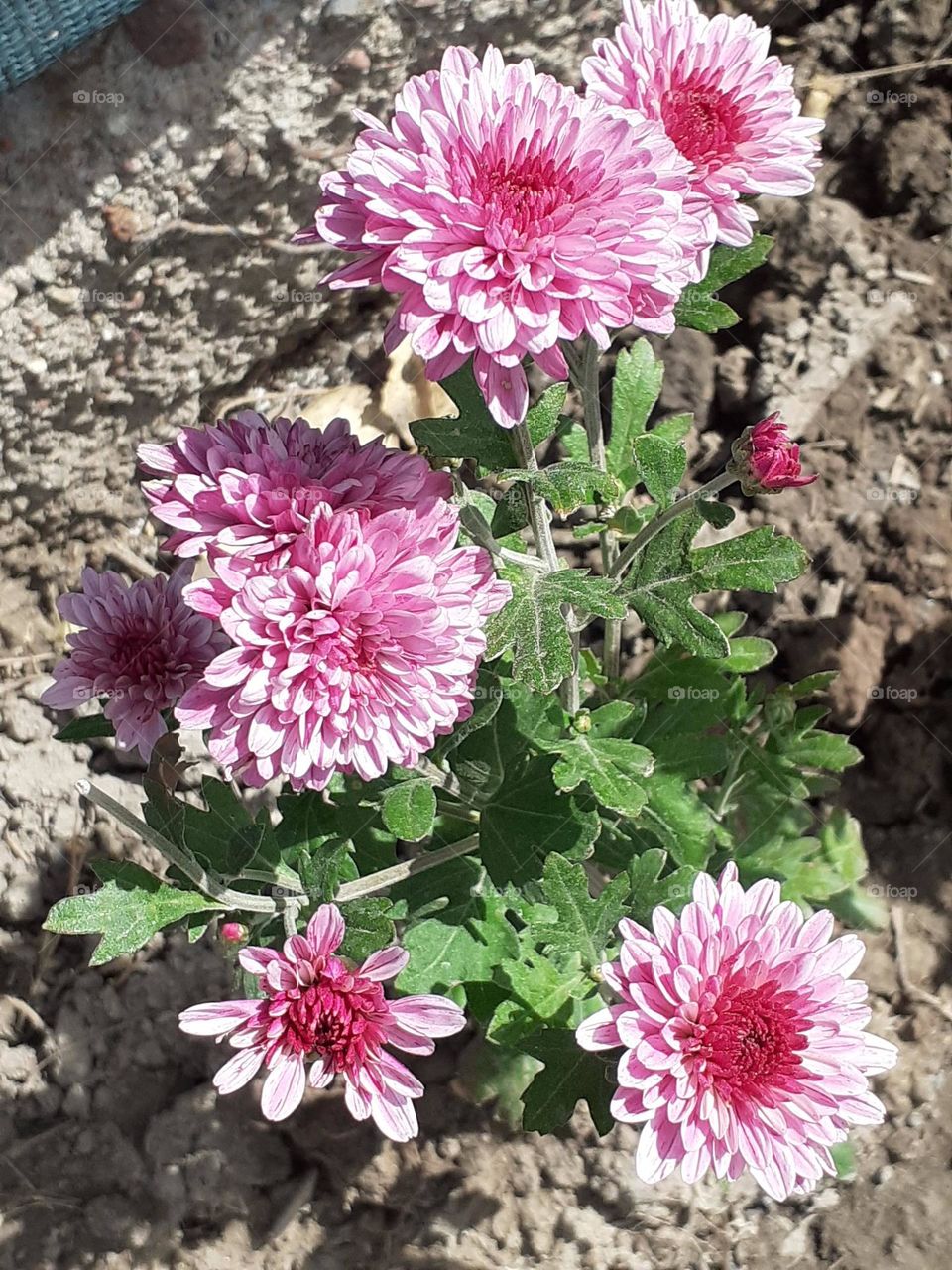 flores de mi jardín