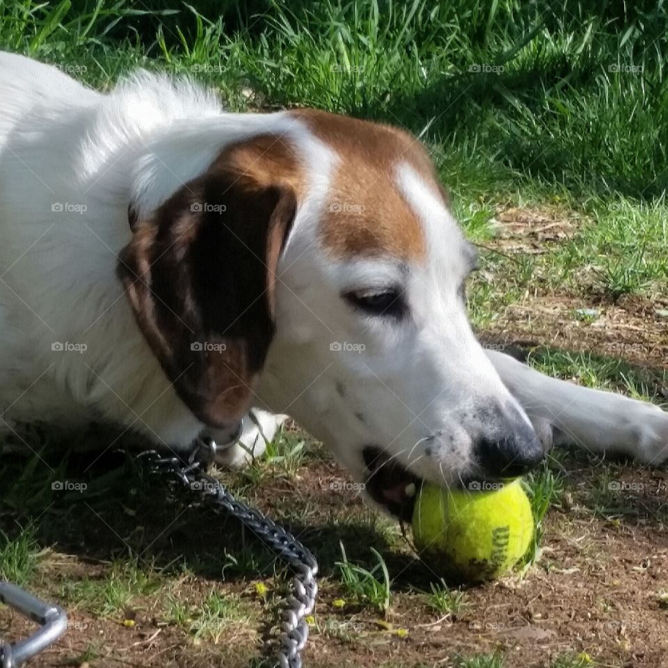 You ain't nothin but a hound dog