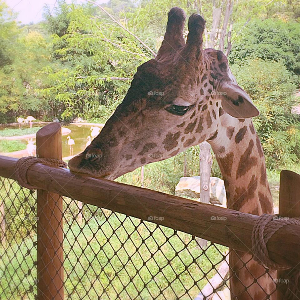 Giraffe 