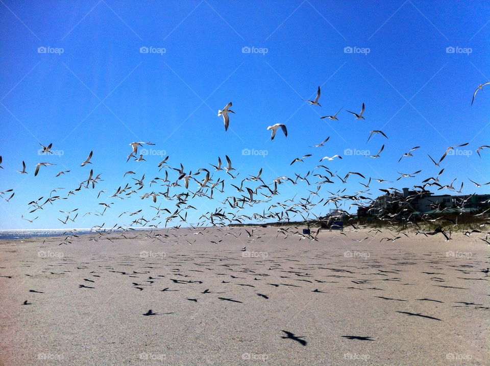 beach ocean birds bird by cable
