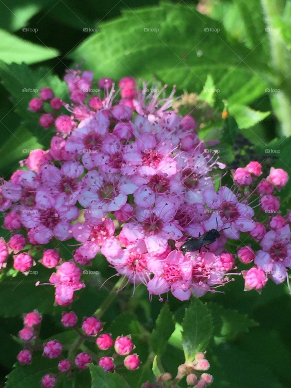 Cohesive orchestra of flowers and buds