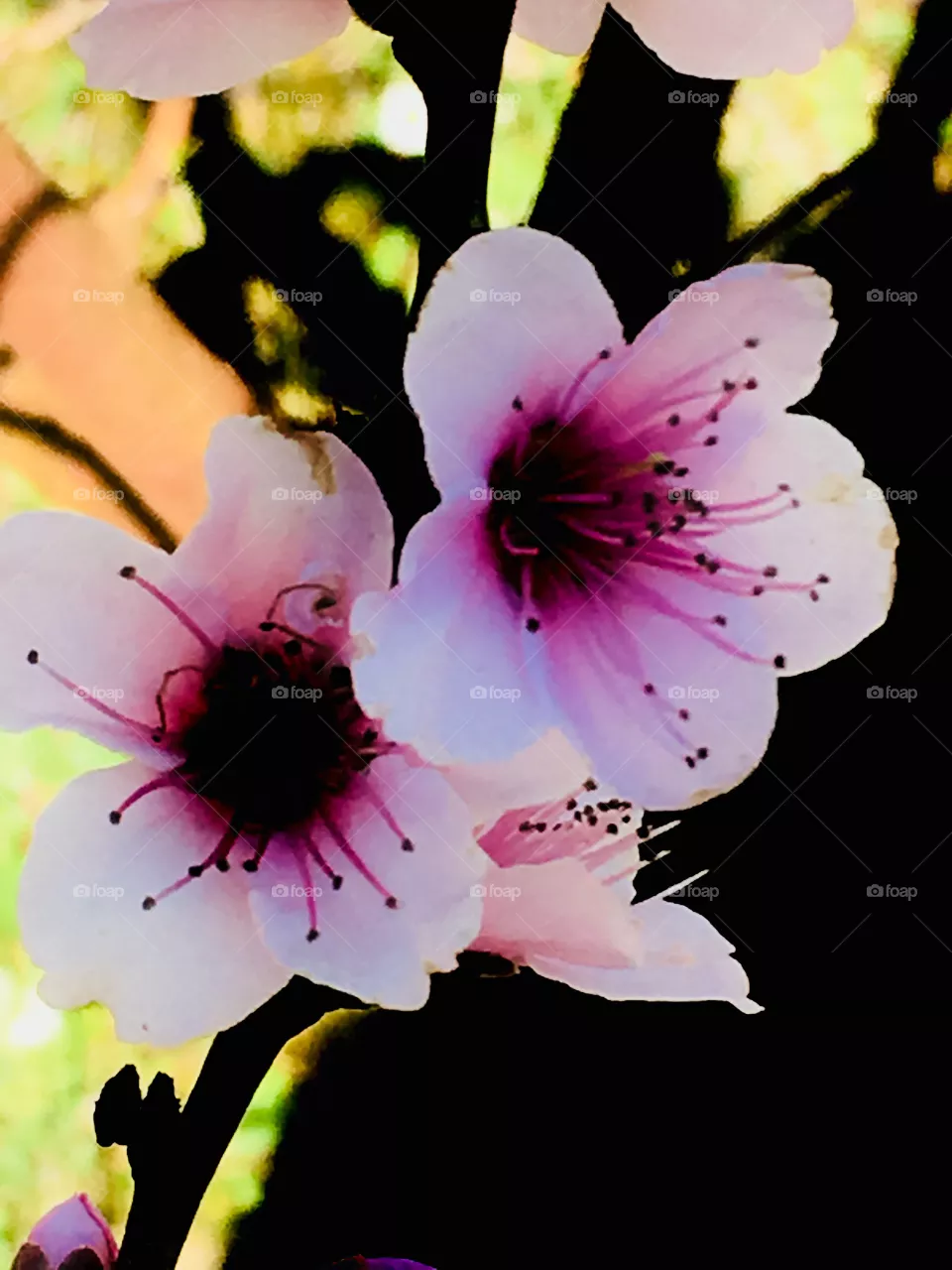 Primavera 
