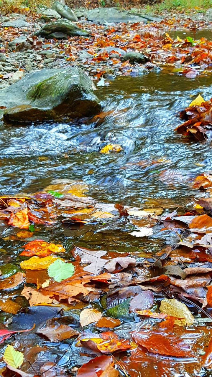 the stream in the forest