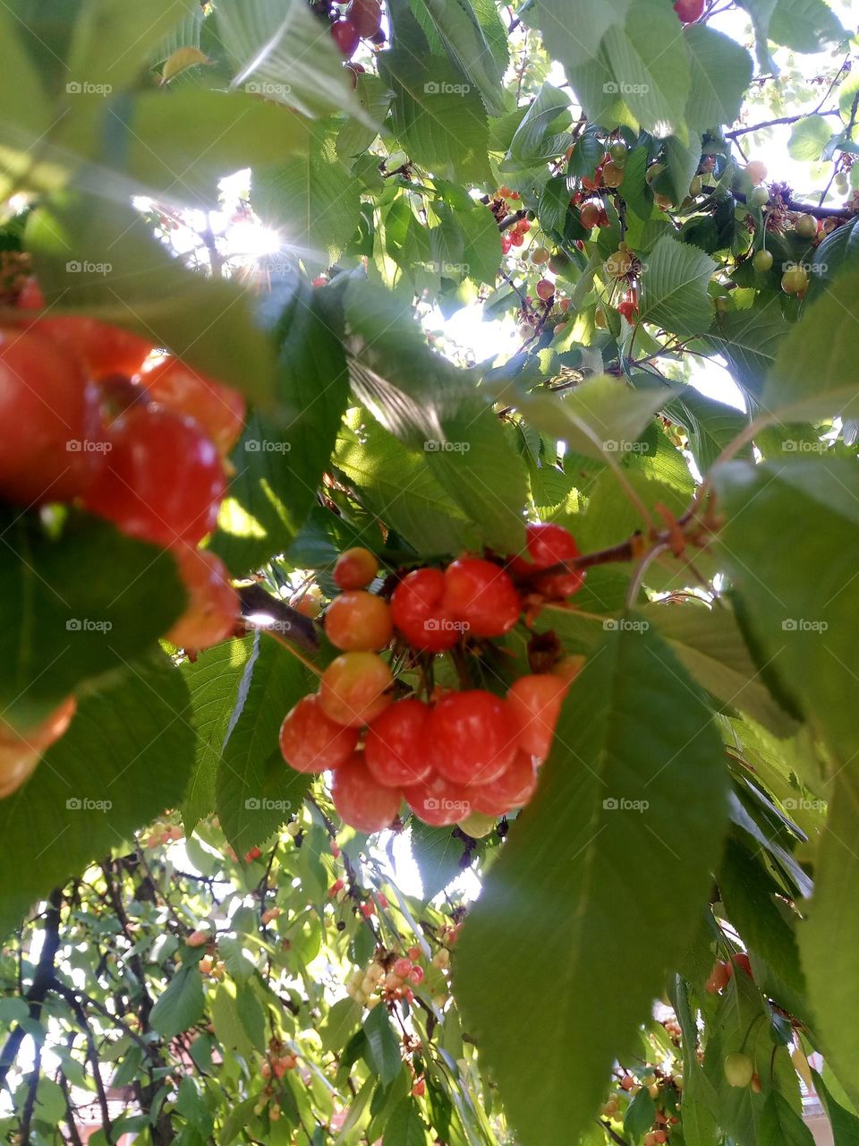 cherry and sky