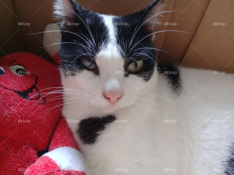 My lovely cat Pudding