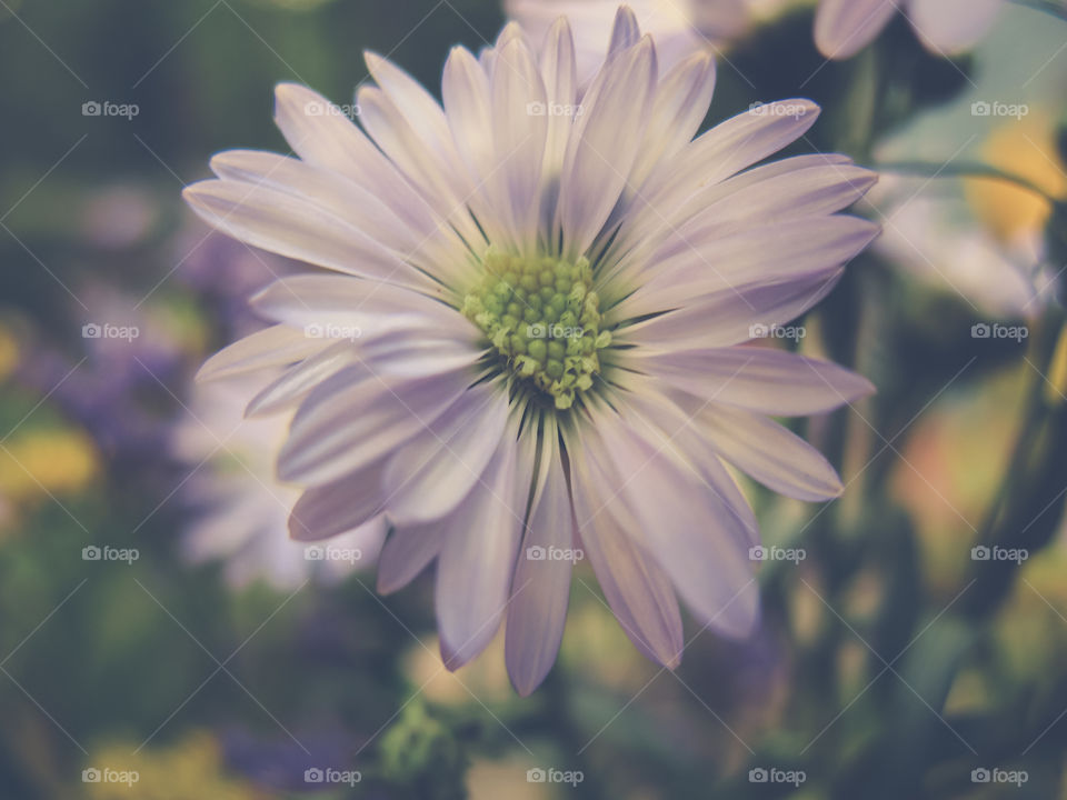 Spring and summer macro floral. Soft and dreamy fine art flower photography. Close up shots.