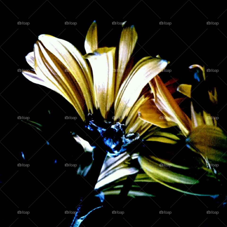 midas touch. lighting effects