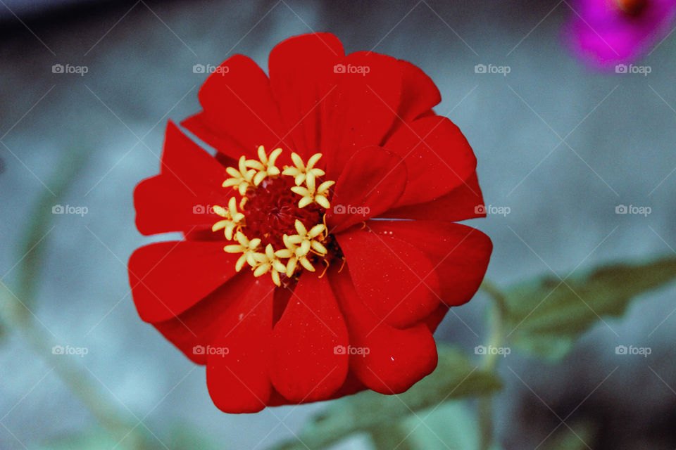 flowerhead red