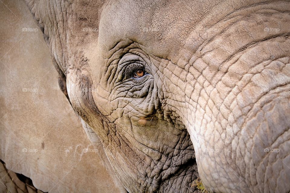 Elephant. Beautiful elephant 