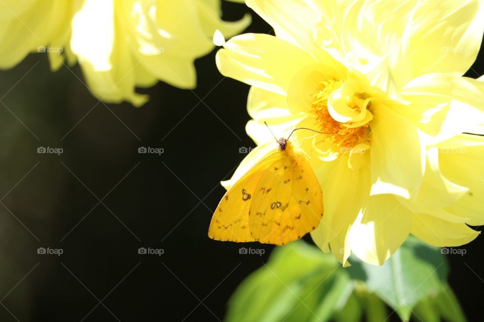 Flores e borboleta amarelas em foco 