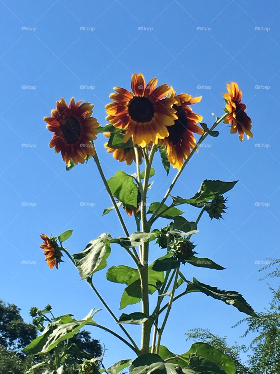 Sunflowers and sky 