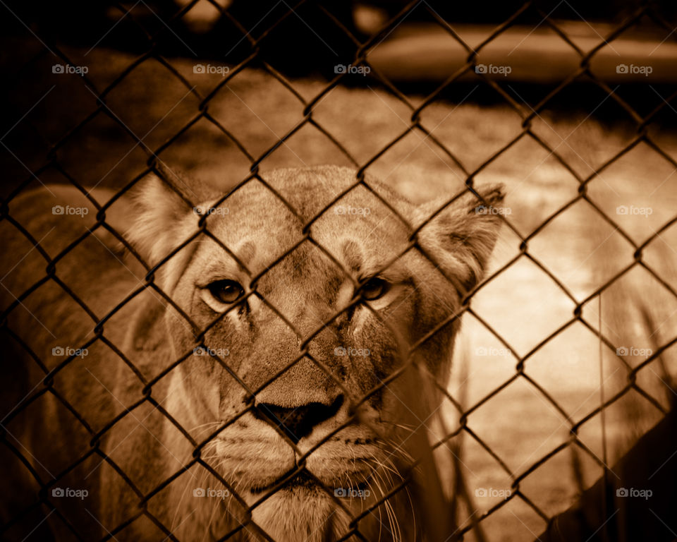 Lioness
Adelaide zoo, south Australia 