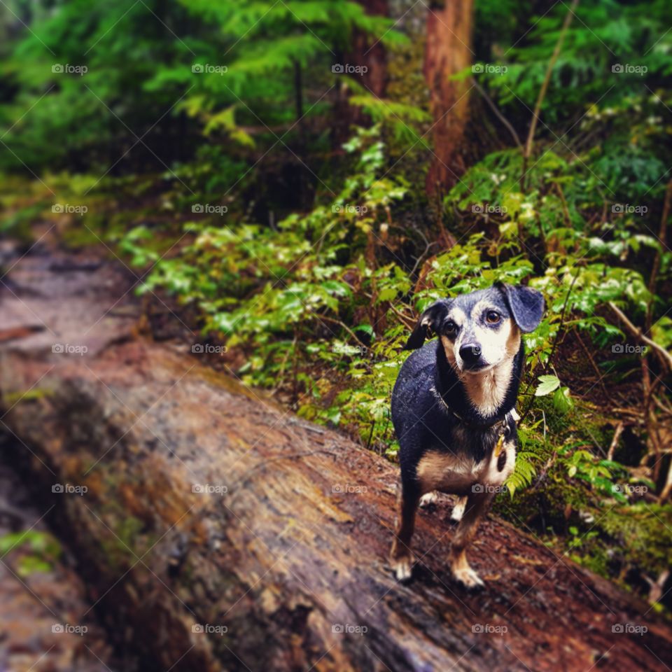 Dog on a log