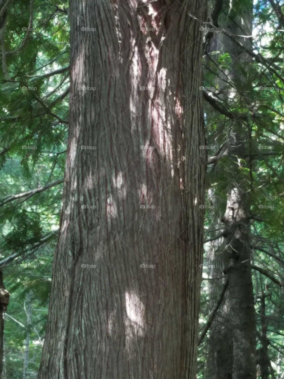 A Cedar's beauty