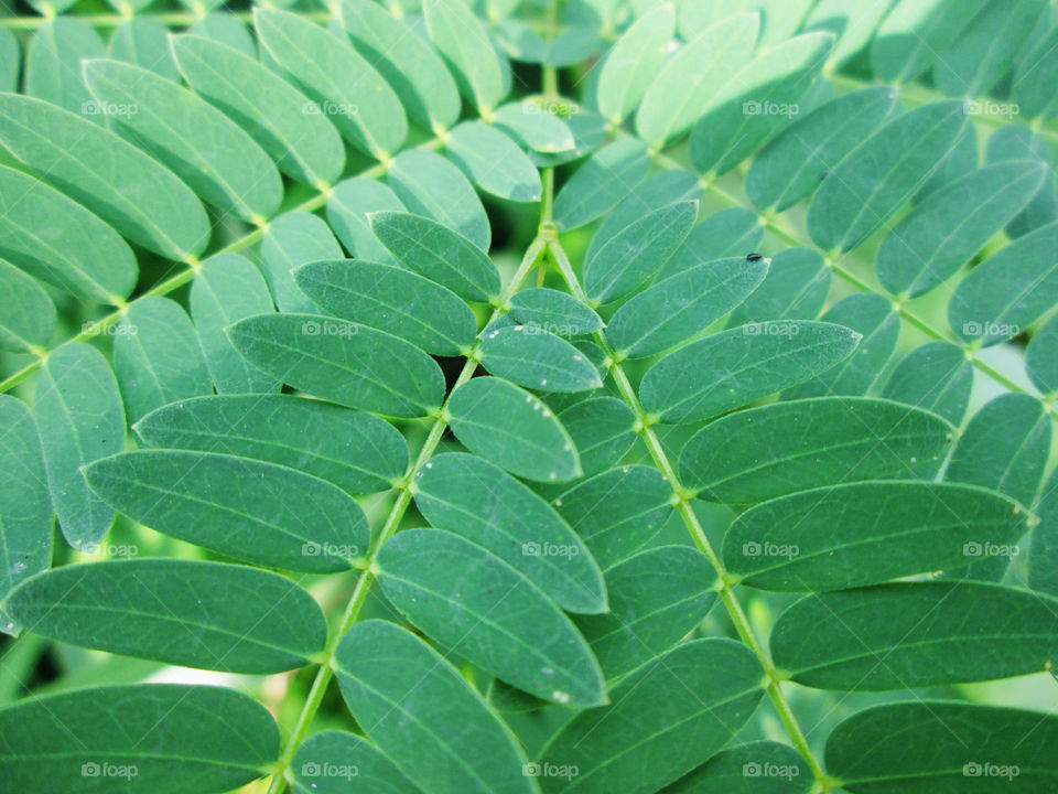 leaf of pattern