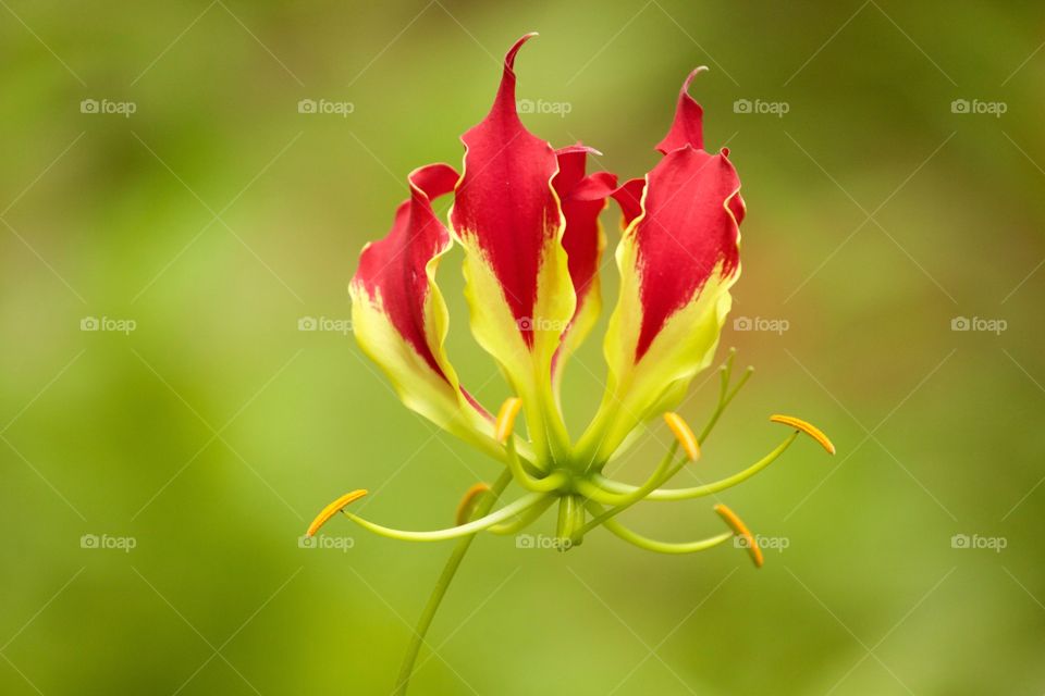 Close-up of a yellow and red flower