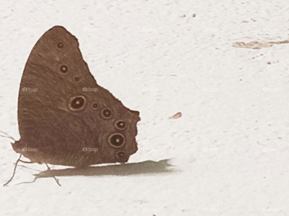 Chào buổi sáng Chú Bướm.