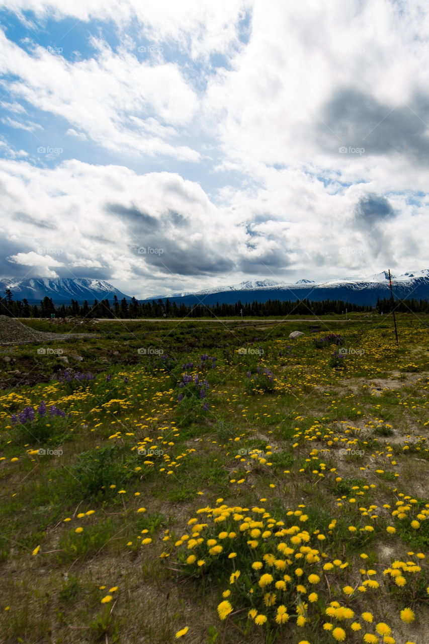 Canada Field