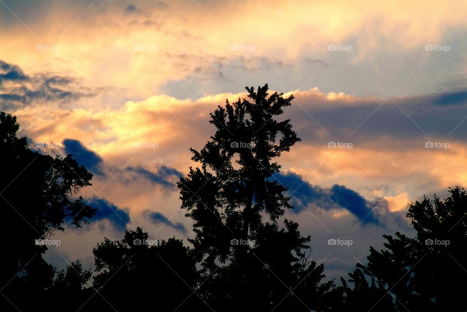 Sunset casts a silhouette onto a pine tree.