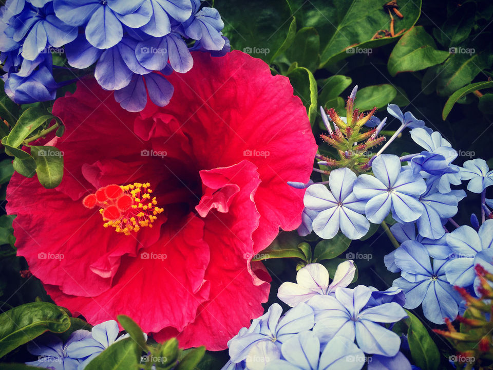 A Red Hibiscus in the Flowery Auckland