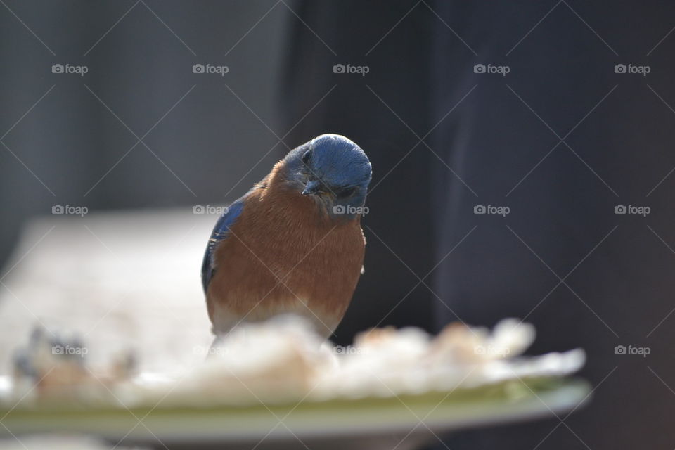 Male Blue Bird