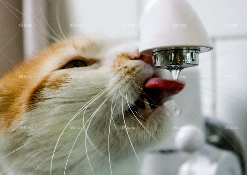 The cat drinks water