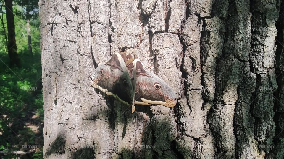 Saturnia pyri butterflies on the tree
