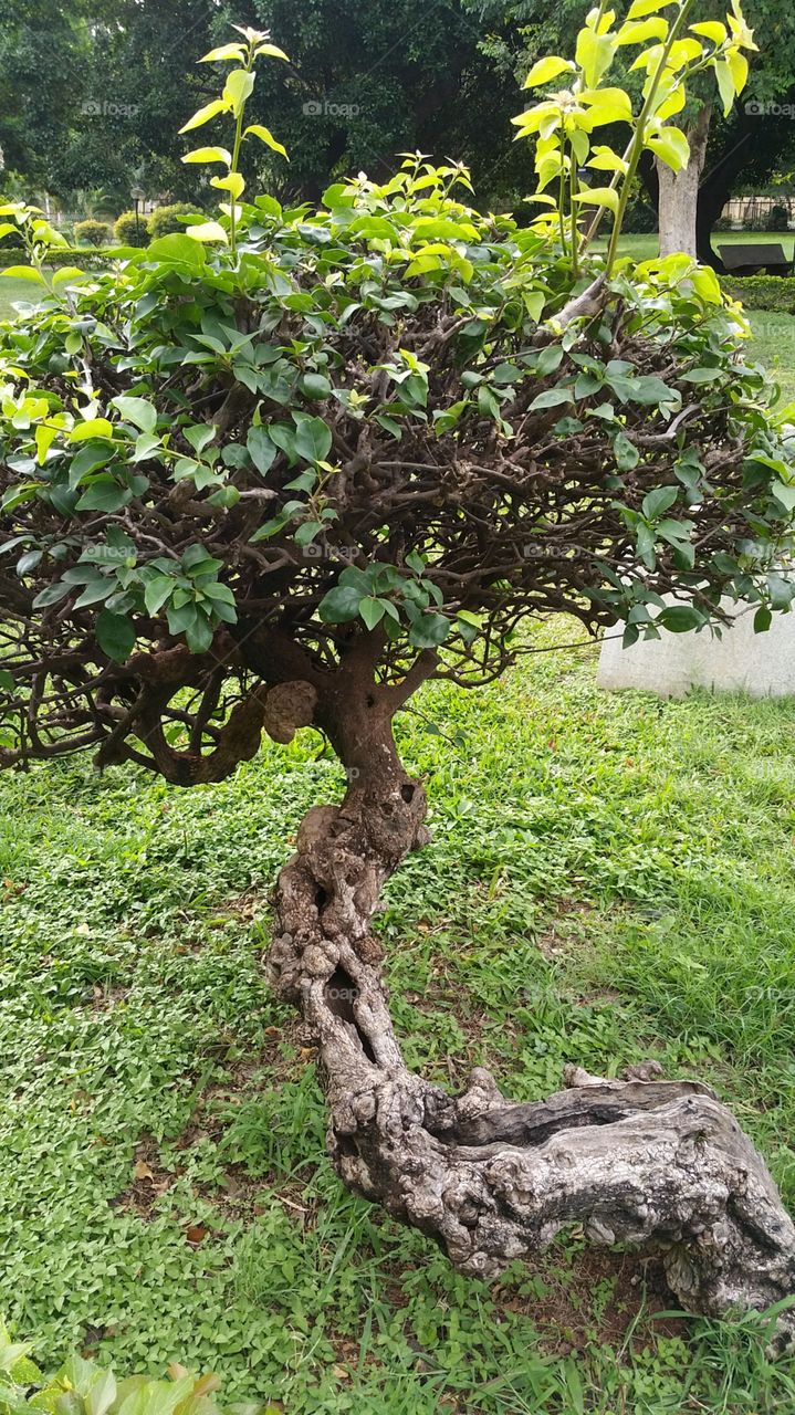 old  short  tree