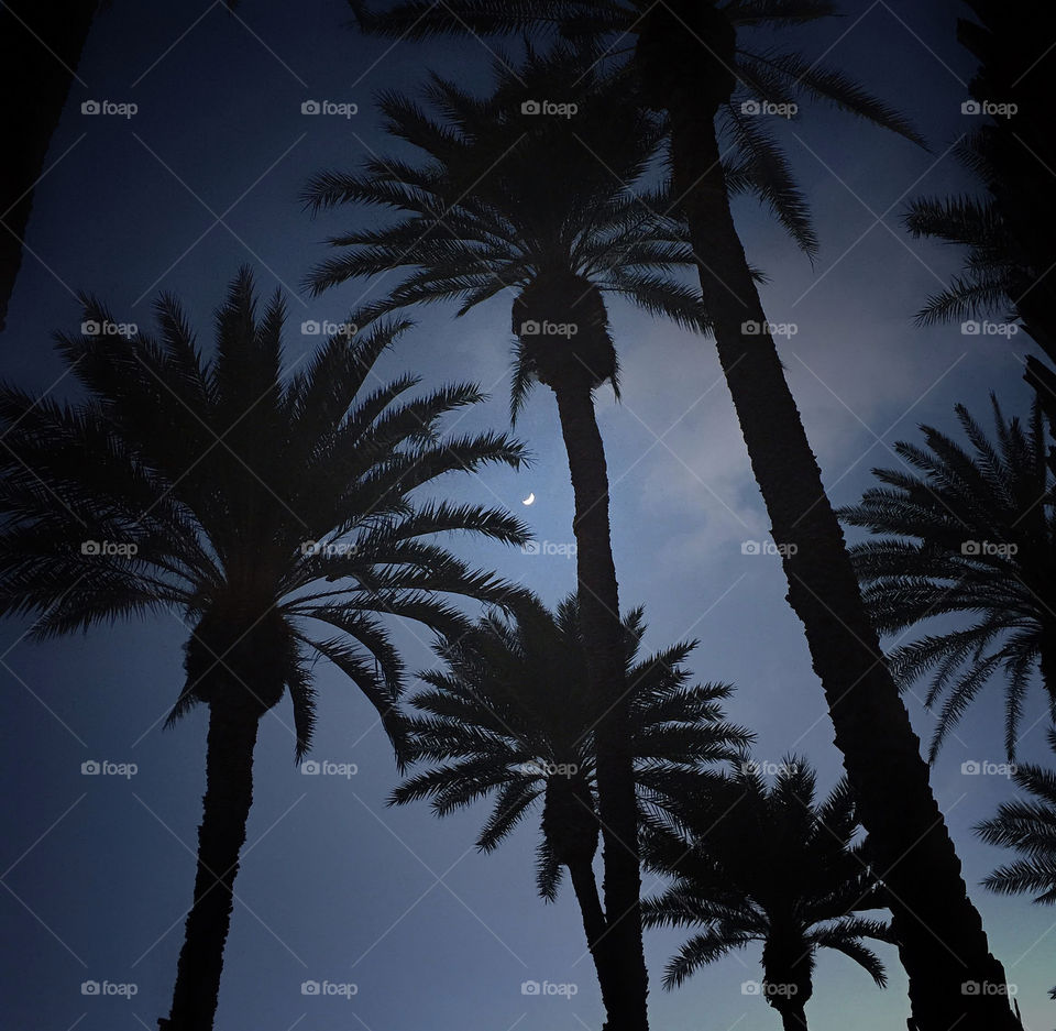 Date palm tree silhouettes against the night sky glow from a crescent moon