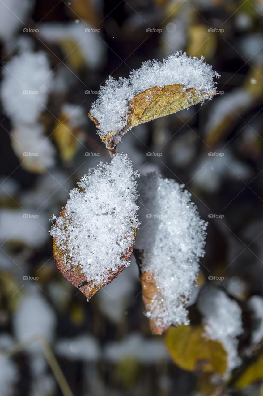 Quince leaves and snow.