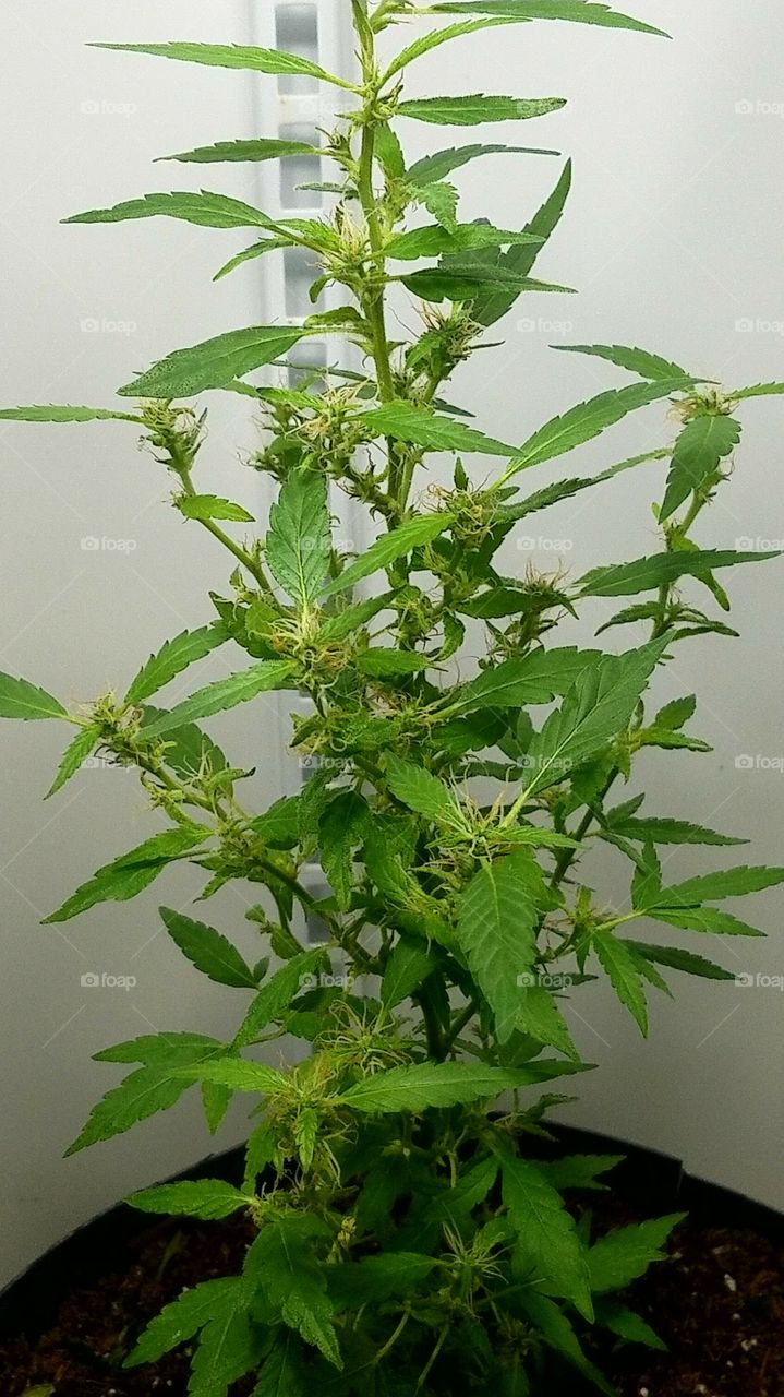 did a little pruning ha