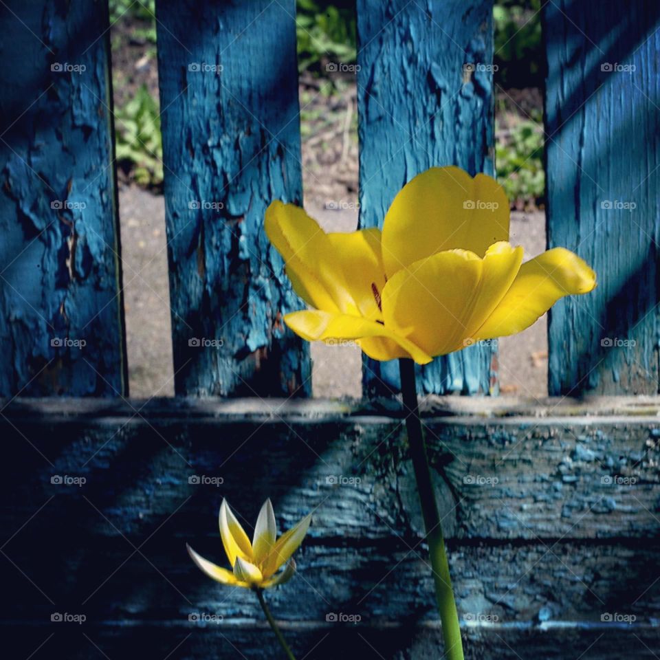 blue and yellow, flag of Ukraine, tulips, spring, no war