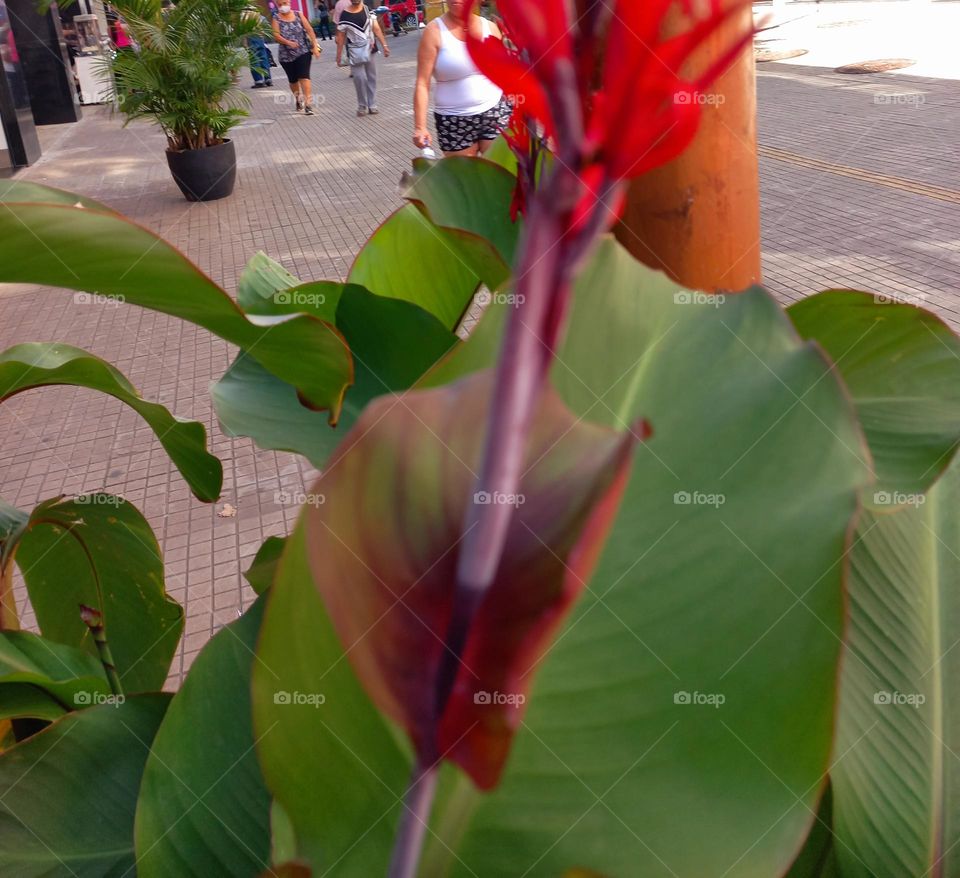 As árvores e plantas, enriquecem a vida com sua beleza, flores e frutos, além de transformar o gás carbônico  em oxigênio  e outras utilidades