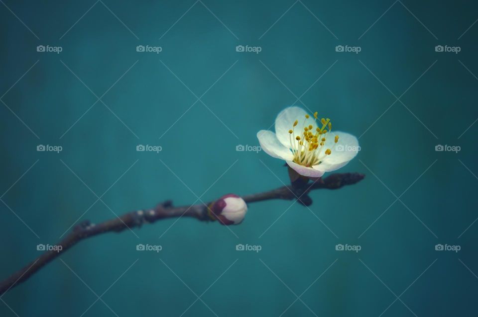 a lone white flower on a flowering branch of an apricot tree. dark green dot background beautiful combination of colors. pistils and stamens in an open flower.