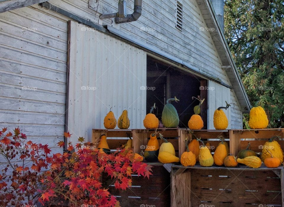 Pumpkins and barn