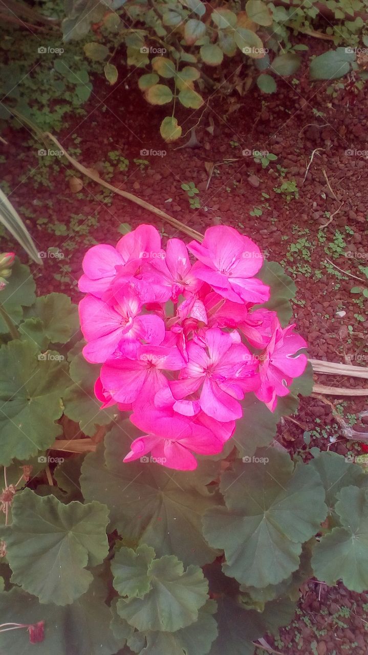 Beautiful group-shaped pink purple 
flower surrounded by green small plants
in garden