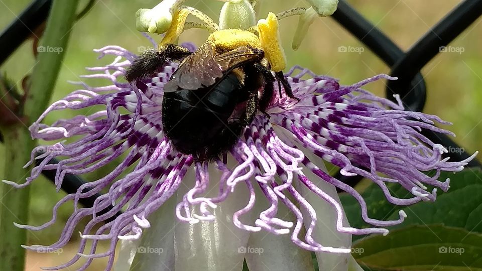 purple passion flower