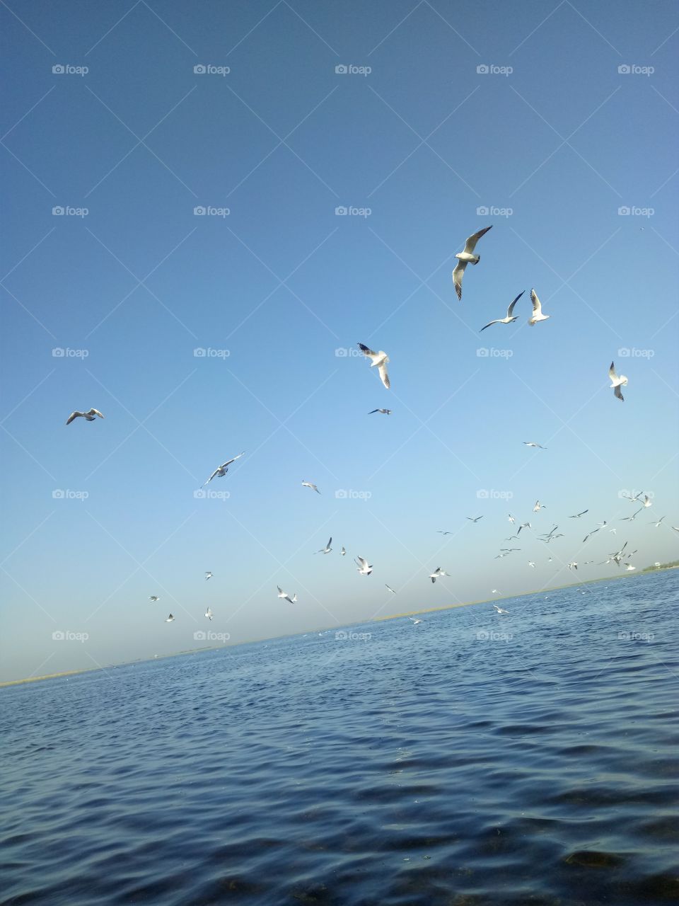 Flying white bird on water